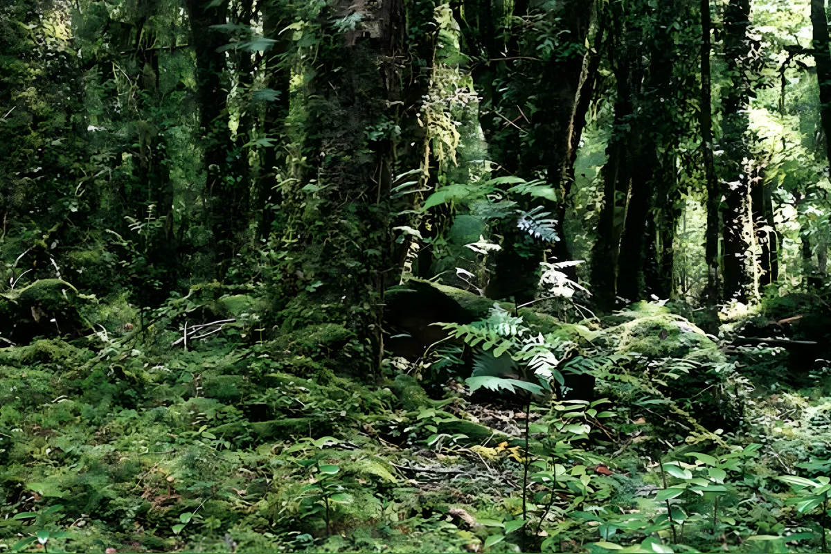 Sendero en medio de selva valdiviana con abundante vegetación y neblina
